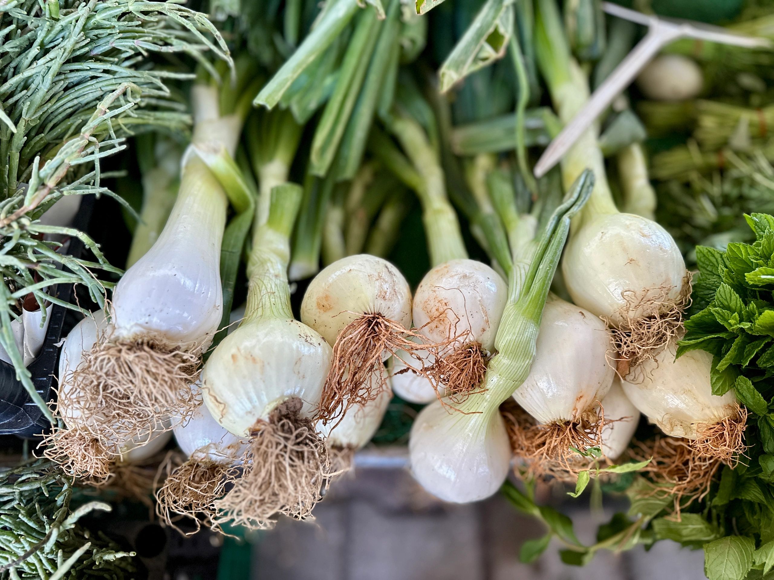 Onion and garlic representing export commodities